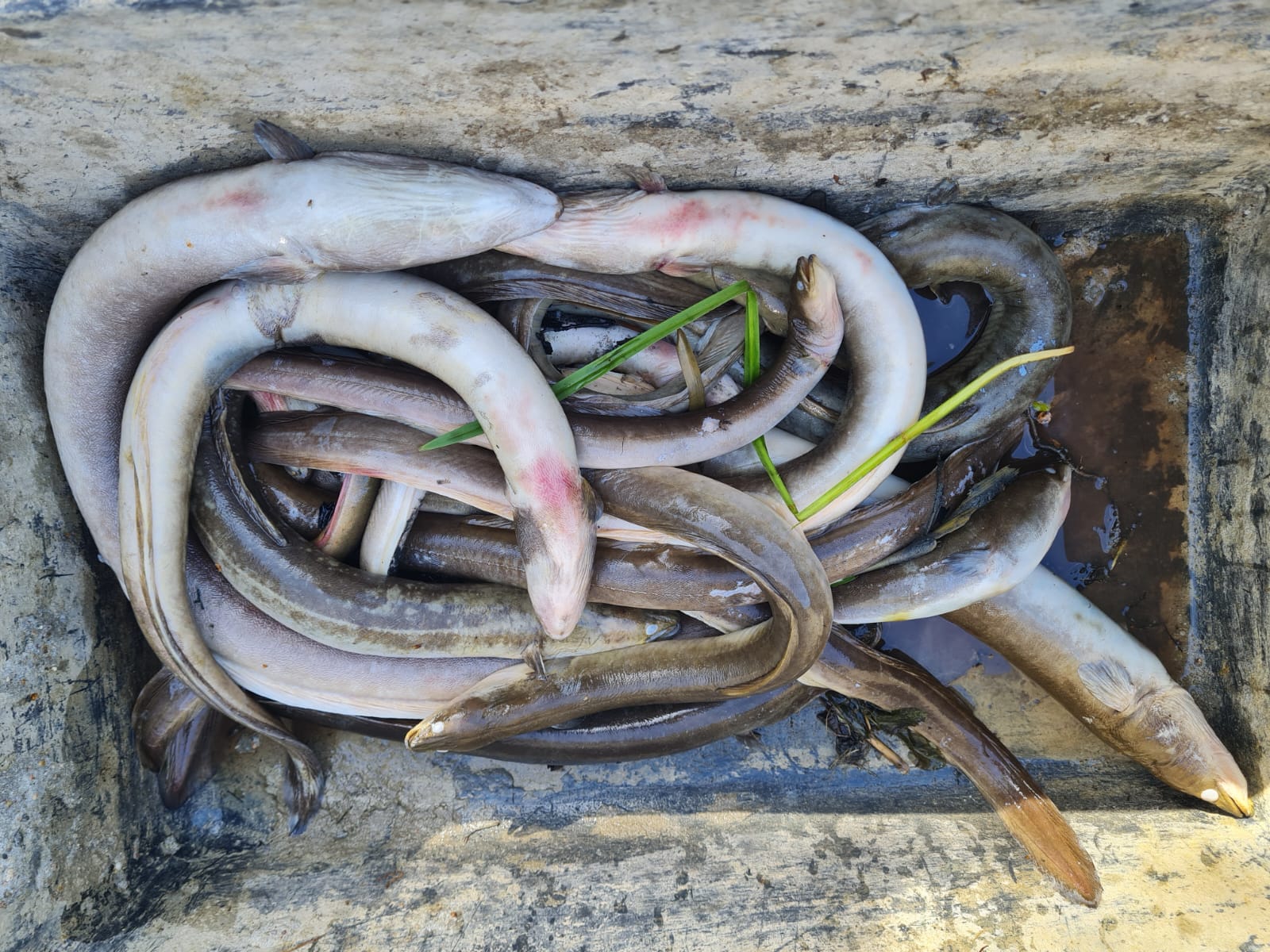 Sauerstoffmangel 2023